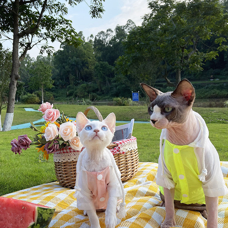 Summer Devon Rex Cat Light