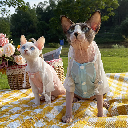 Summer Devon Rex Cat Light
